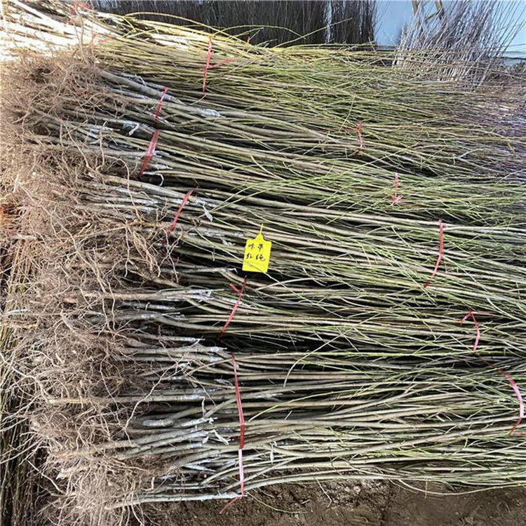 1公分味馨李子苗 恐龙蛋李子树苗 3年生味王李子苗