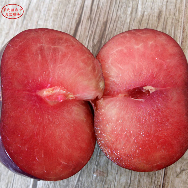 1公分味馨李子苗 味馨李苗 5公分味帝李子苗