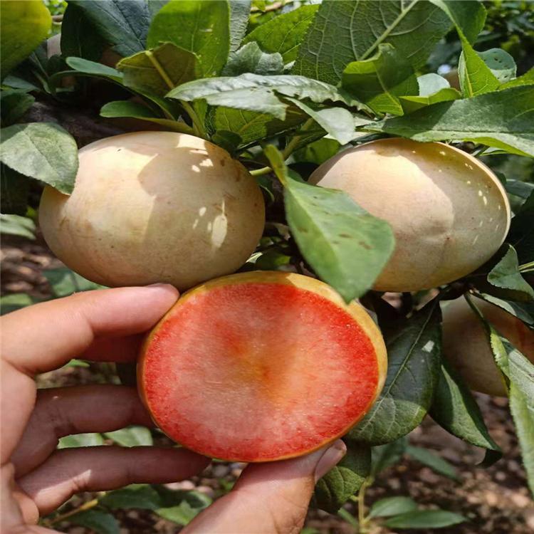 1公分味馨李子苗 恐龙蛋李子树苗 3年生味王李子苗