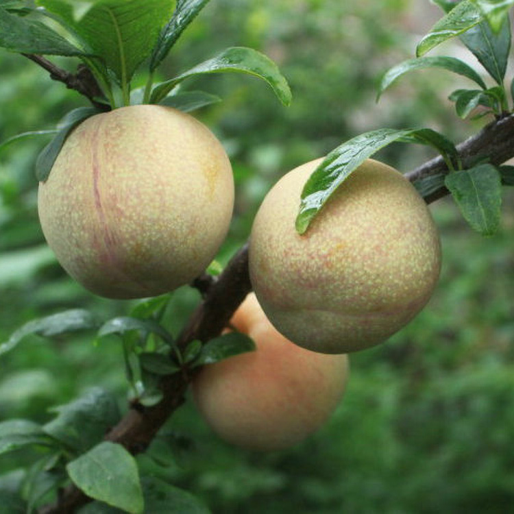 1公分味馨李子苗 味馨李苗 5公分味帝李子苗