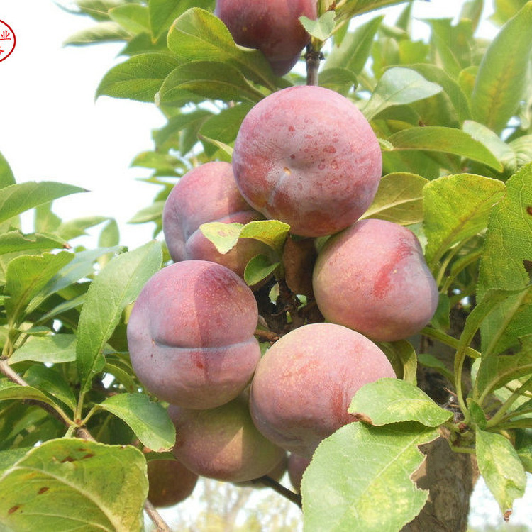 1公分味馨李子苗 恐龙蛋李子树苗 3年生味王李子苗