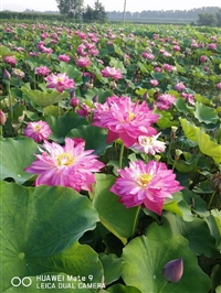 水景绿化水生植物基地,观赏荷花种植，绿化荷花苗批发