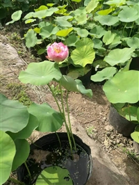 绿化工程水生植物基地,景观工程荷花苗，包成活 当年开花