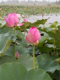 水生花卉培育基地，湿地公园荷花种植，绿化 专用荷花种苗