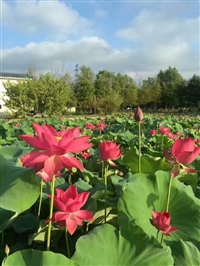 黑龙江耐寒荷花 黑龙江地区荷花苗 黑龙江荷花种子