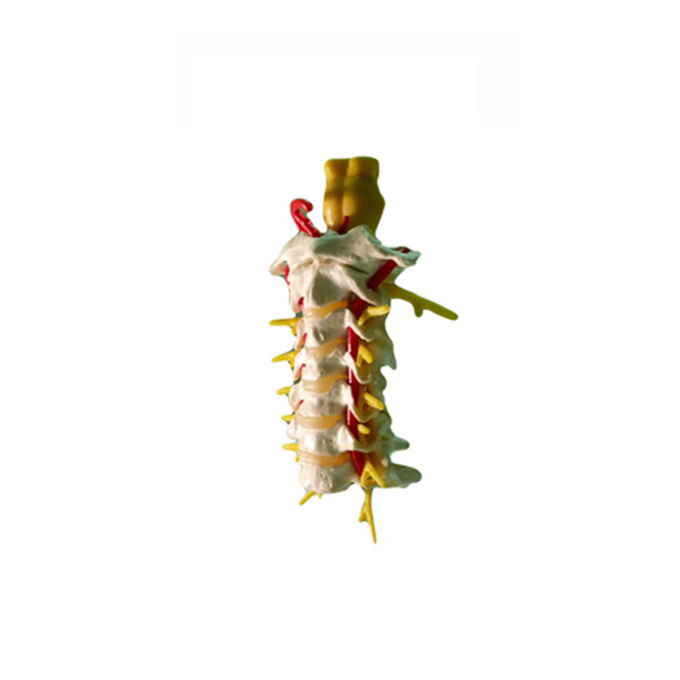 英国PI-人体脊柱模体 适用于超声，MRI和CT应用