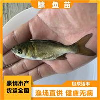 胖头鳙鱼苗 淡水大头鱼苗养殖投资 少病害花鲢鱼苗批量出售