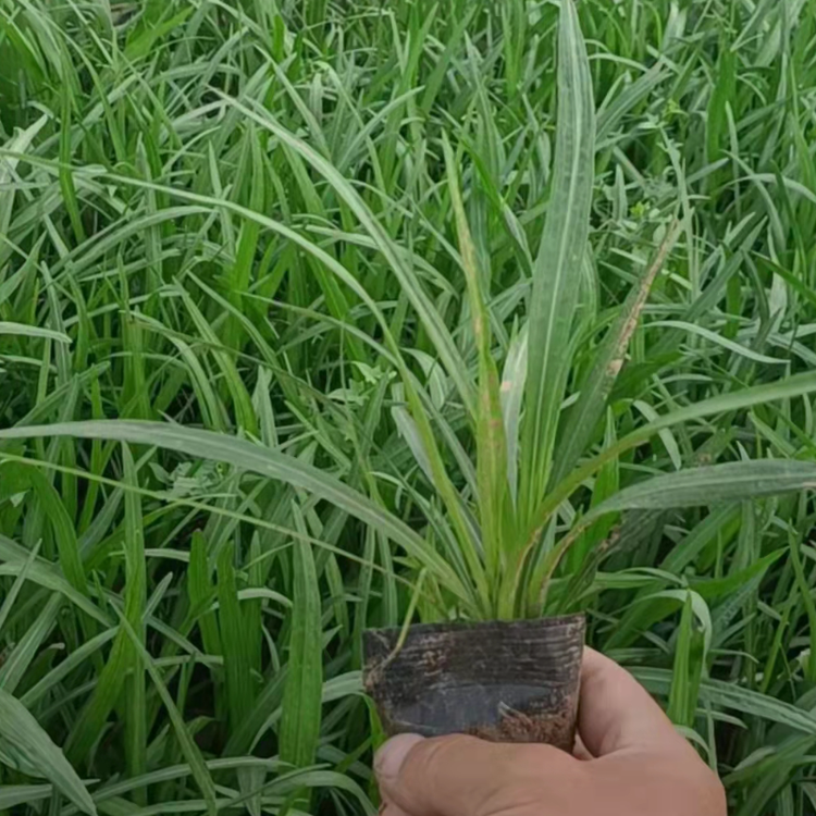 蛇鞭菊云泽苗圃种植蛇鞭菊杯苗蛇鞭菊价格批发蛇鞭菊花朵蛇鞭一样