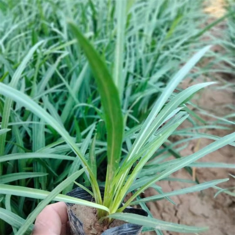 蛇鞭菊云泽苗圃种植蛇鞭菊杯苗蛇鞭菊价格批发蛇鞭菊花朵蛇鞭一样