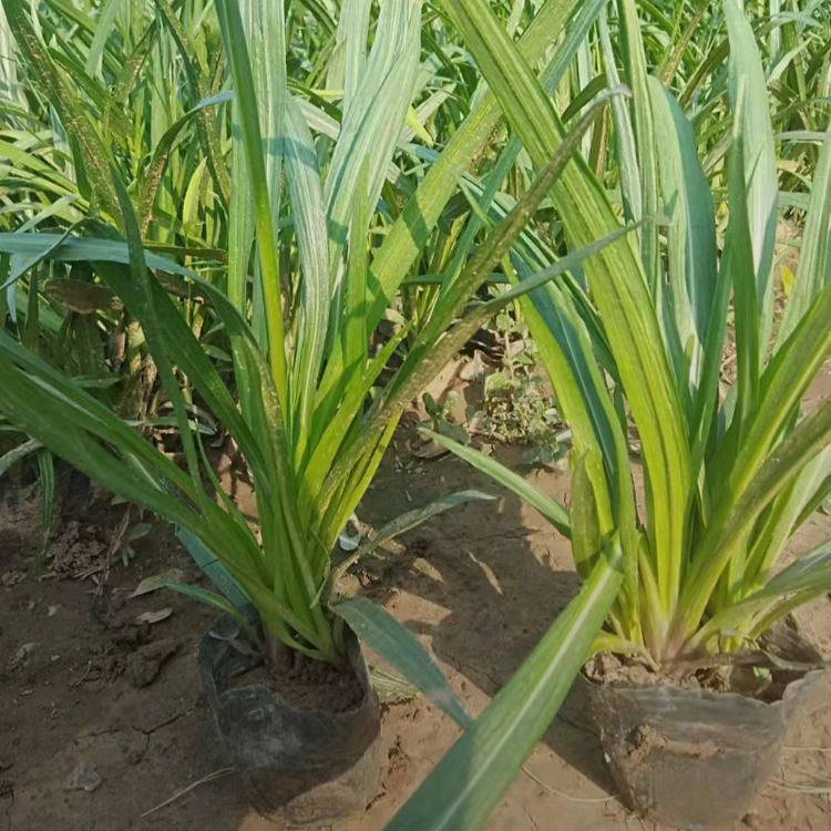 蛇鞭菊云泽苗圃种植蛇鞭菊杯苗蛇鞭菊价格批发蛇鞭菊花朵蛇鞭一样