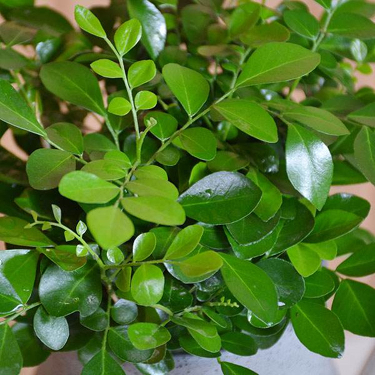 九里香苗浓香花卉九里香苗盆栽四季开花植物花期长香气怡人四季长青花