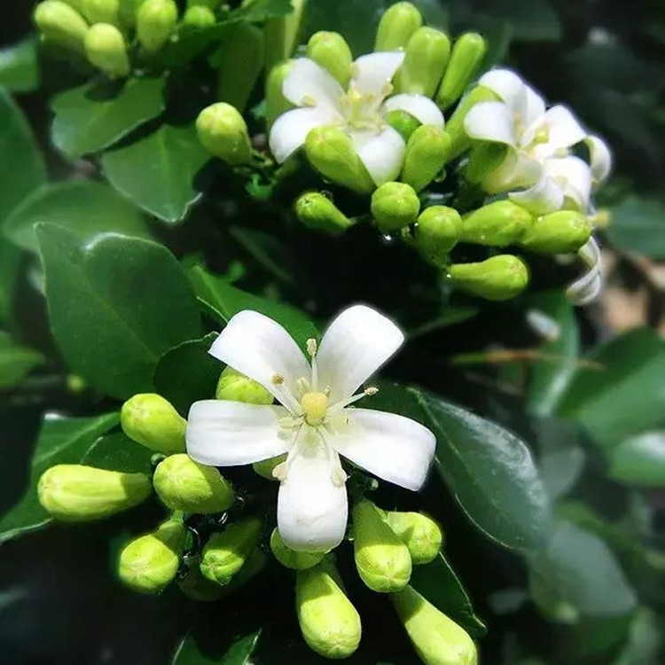 九里香苗濃香花卉九里香苗盆栽四季開花植物花期長香氣怡人四季長青花