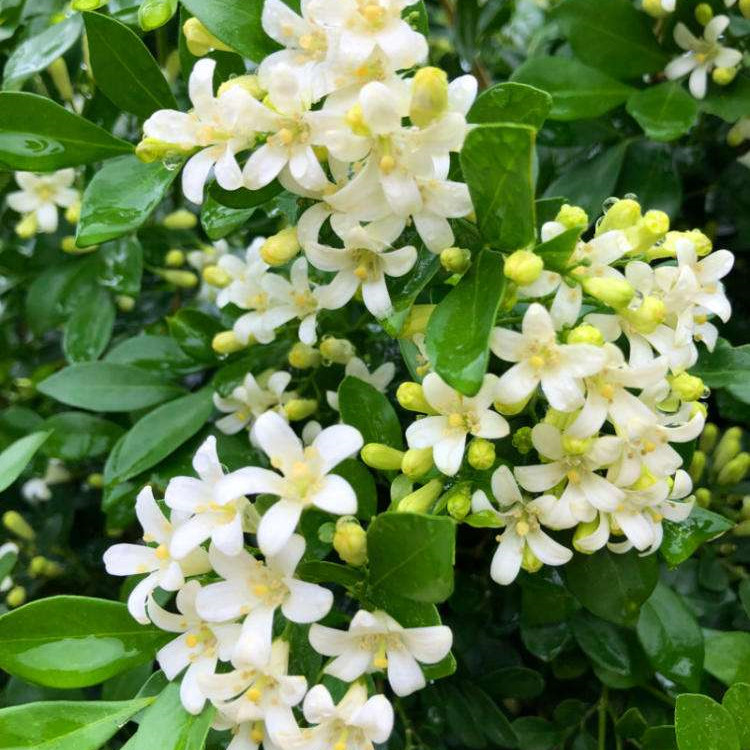 九里香苗浓香花卉九里香苗盆栽四季开花植物花期长香气怡人四季长青花