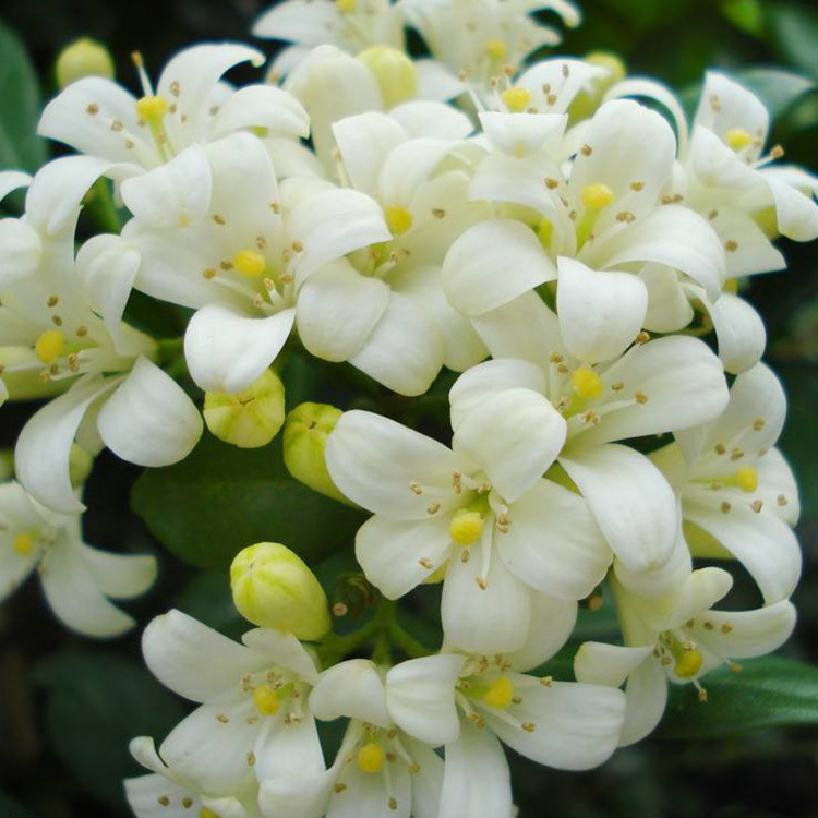 九里香苗浓香花卉九里香苗盆栽四季开花植物花期长香气怡人四季长青花