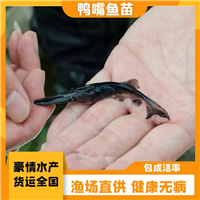 小鸭嘴鱼苗 鸭嘴鲟鱼养殖方法 淡水苗鸭嘴鱼幼苗
