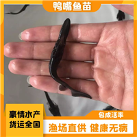 鲜活鸭嘴鱼鱼苗 鸭嘴鱼幼苗养殖 淡水出售鸭嘴鱼苗 鸭嘴鱼养殖方法