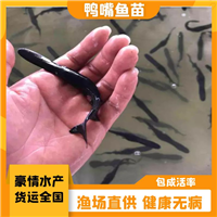 头批高品质鸭嘴鱼鱼苗 适应性强鸭嘴鱼苗种 冷水鱼苗出售 
