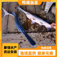 鸭嘴鲟鱼苗 冷水鱼苗鸭嘴鱼幼苗出售 养殖经验丰富 指导养殖