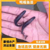 养殖鸭嘴鱼苗 批量出售淡水鸭嘴苗 鸭嘴鱼鱼苗养殖商机