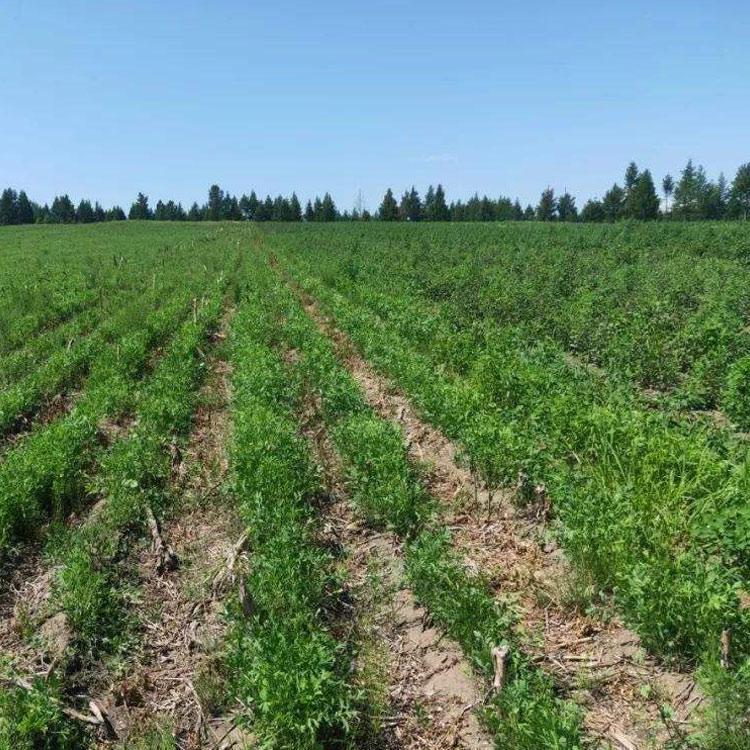 防风种苗培育基地防风种子价格