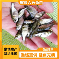 淡水养殖缩骨大头鱼苗 鳙鱼花鲢鱼苗 杂交大头鱼苗 优选发货