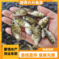 缩骨大头鱼鱼苗 抗病力强缩骨鱼苗出售 缩骨花鲢鱼苗 鲜活发货 仙骨鱼苗胖头鱼苗 