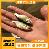 活体大头鱼苗 胖头鱼苗 鳙鱼养殖 缩骨花鲢鱼苗 仙骨鱼苗出售
