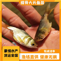 花鲢鱼苗 缩骨花鲢鱼苗 养殖缩骨大头鱼苗 淡水花鲢鱼苗运输