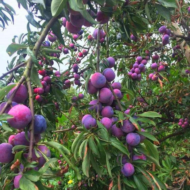 3公分李子树,4公分李子树,5公分李子树价格优惠出售,量大