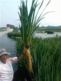 广西人工生态浮岛厂家 负责施工养护管理,水生植物浮浮岛价格