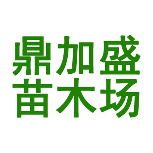 承接园林绿化工程批发:红皮榕,小叶榕,榕树盆景,榕树桩头,气根小叶榕