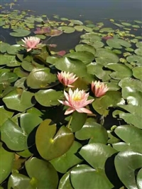 西藏睡莲种植基地 西藏睡莲苗价格 西藏睡莲种苗种植施工