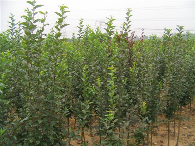 海棠苗海棠苗批发出售海棠苗价格优惠量大