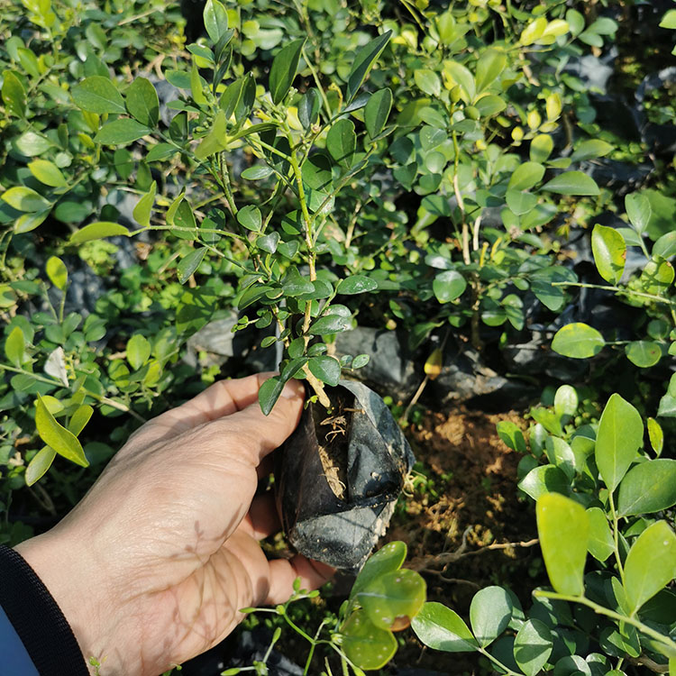 九里香小苗 绿化九里香工程苗 千里香杯苗 福建种植基地
