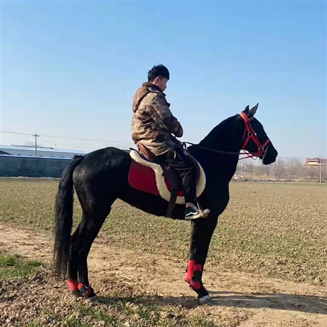 养殖场骑乘马景区拍照婚庆乘骑欢迎选购