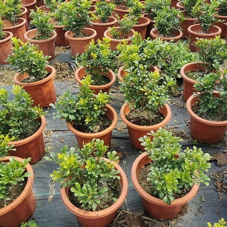 米仔兰盆栽米兰盆苗鱼仔兰小红盆室内外摆放花卉