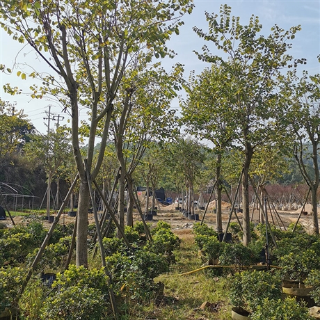 宫粉紫荆假植苗绿化用弯叶树工程苗公园种植观赏树木