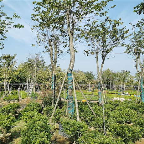 宫粉紫荆假植苗绿化用弯叶树工程苗公园种植观赏树木