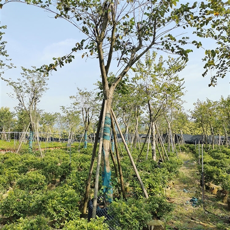 宫粉紫荆假植苗绿化用弯叶树工程苗公园种植观赏树木