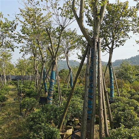 宫粉紫荆假植苗绿化用弯叶树工程苗公园种植观赏树木