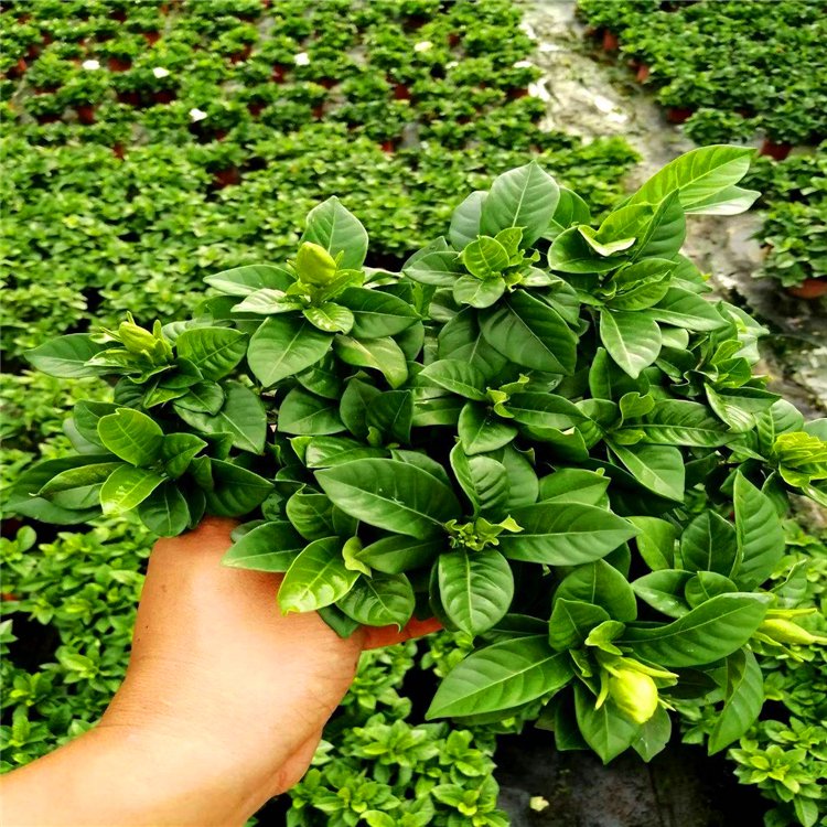 小叶栀子花苗 小叶栀子袋苗 四季开花 规格齐全