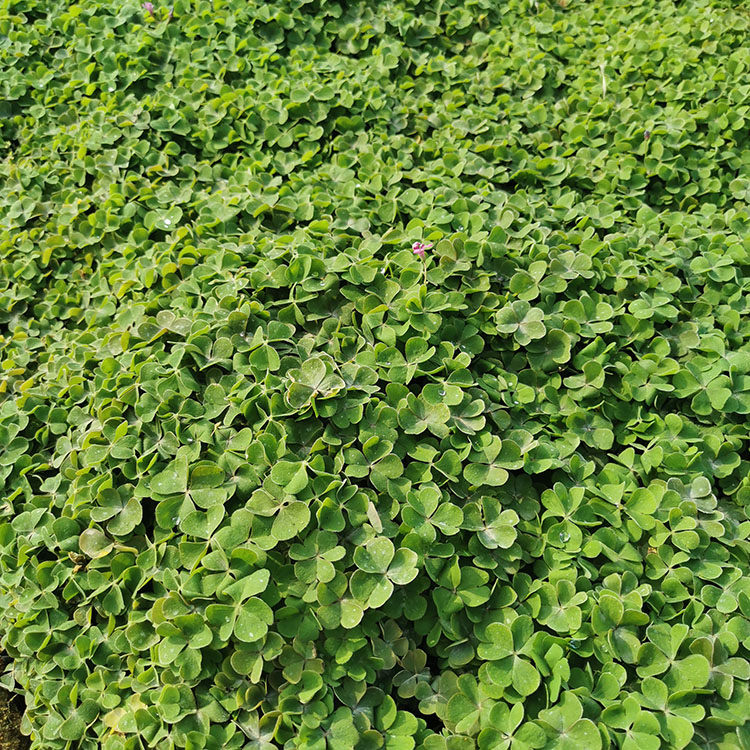 绿叶炸酱草袋苗 绿叶炸酱草小苗 大量批发