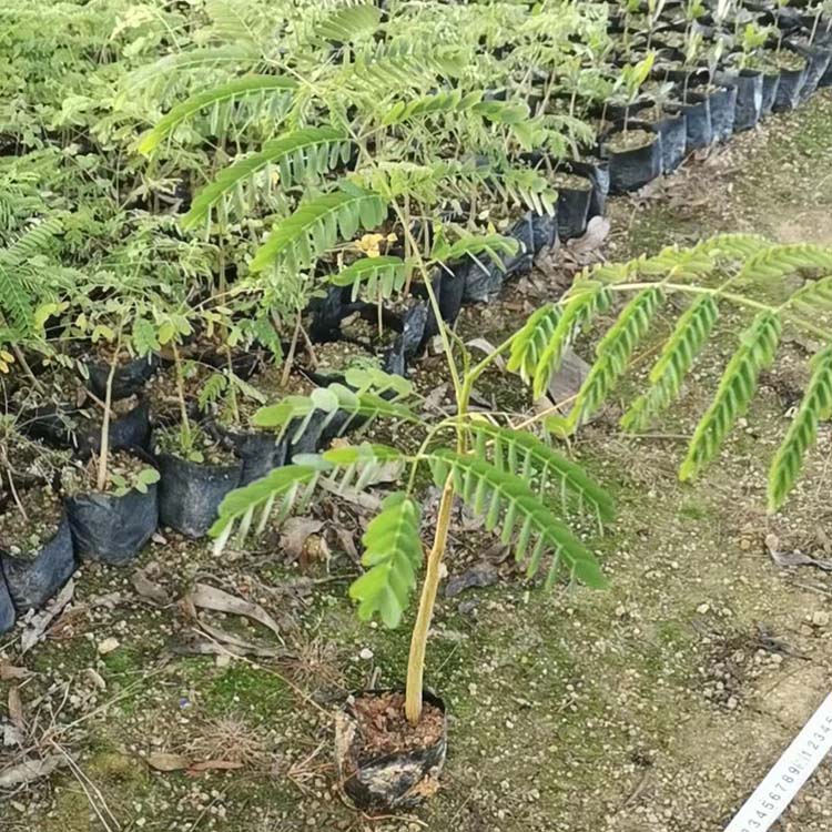 凤凰木小苗 凤凰木袋苗 凤凰花 火树 多规格供应