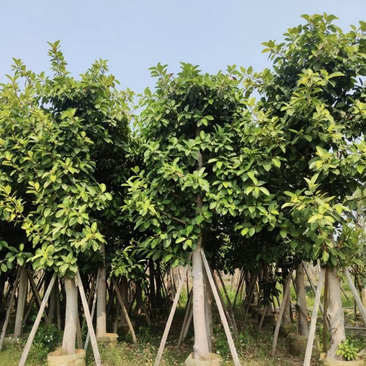 高山榕产地直供 高山榕移栽苗 绿化工程用树