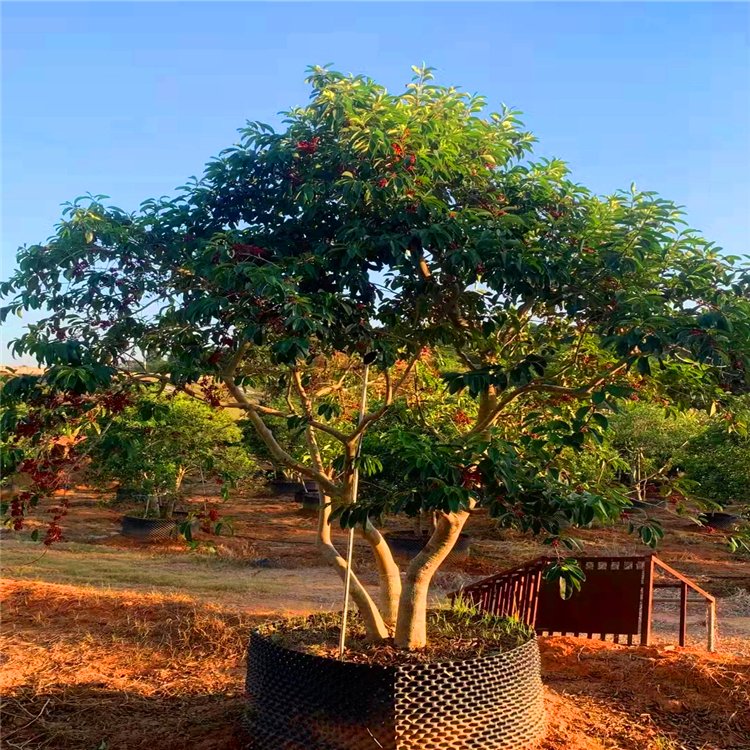 红果冬青树苗 城市绿化 园林景观 荒山造林 行道树 斜飘红果冬青