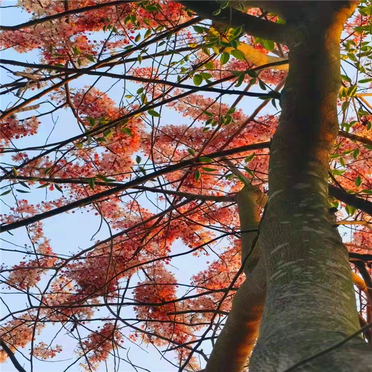 花旗木移植苗 桃紅陣雨樹 泰國櫻花 絨果決明 多規格供應