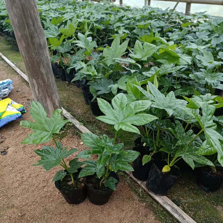 八角金盘小苗 八角金盘容器苗 观叶植物 四季常青