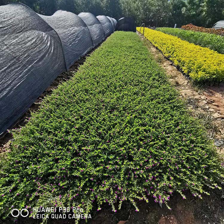 細葉萼距花工程苗 紫萼距花綠化苗 花期長 廠家直供