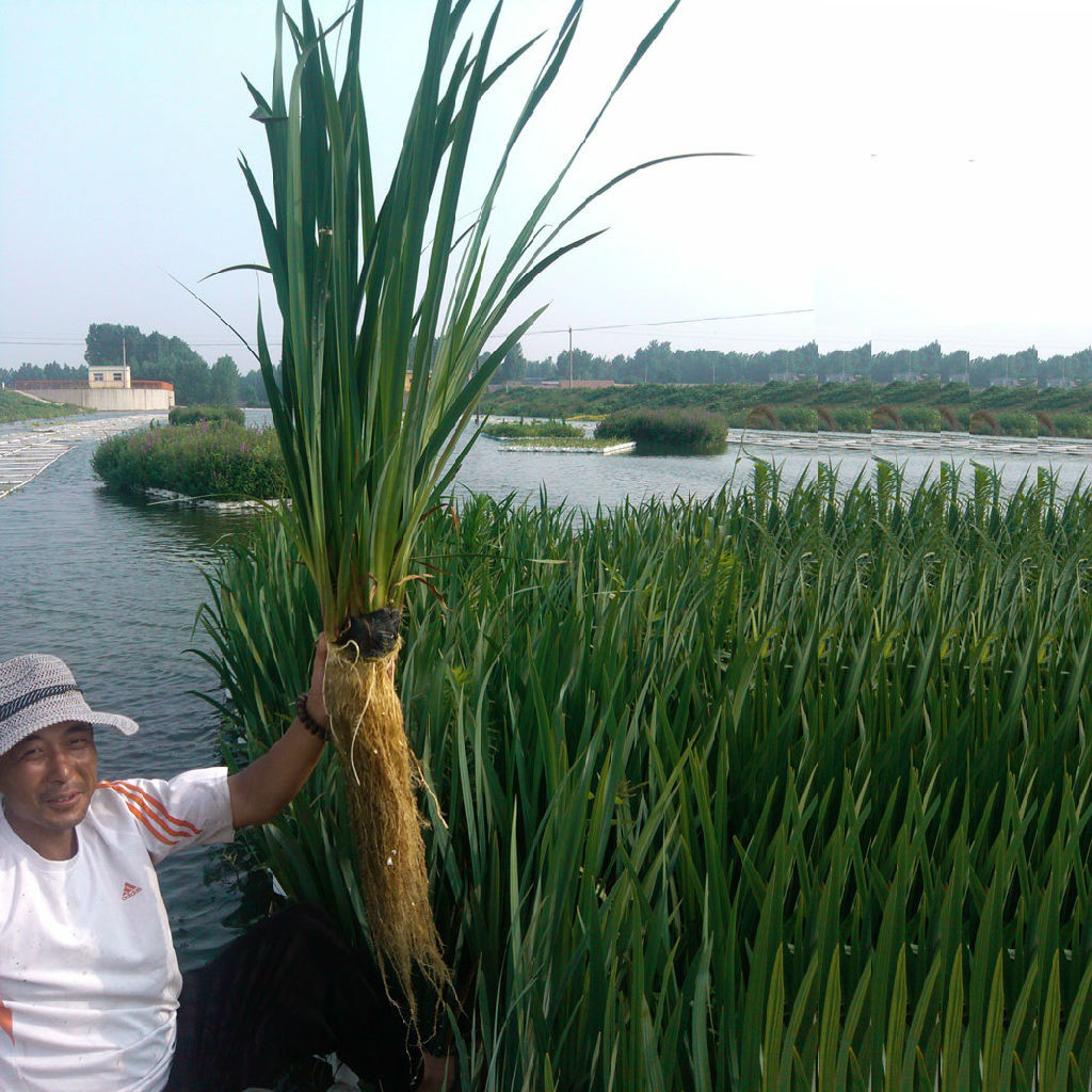 大量供应人工水生态浮岛生态浮床浮水稻种植