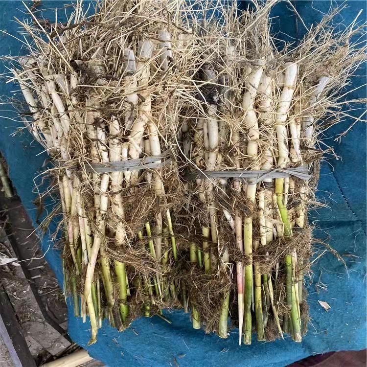 芦苇苗基地大量供应芦苇苗芦苇苗种子提供芦苇苗种植技术